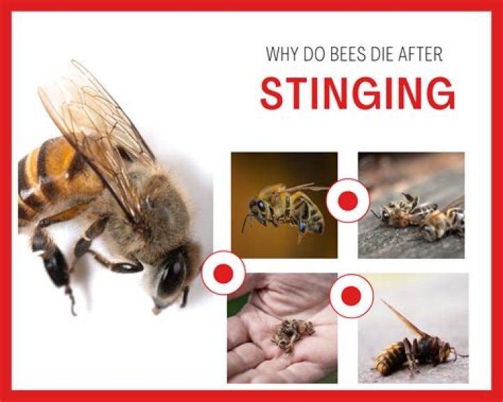 Bangingz - Sting Like Bees (Official Music Video) - New 2020 Jamaica Reggae Dancehall Latest Song - Best New Dancehall Songs 2022 (Jamaican Dancehall Music Playlist)