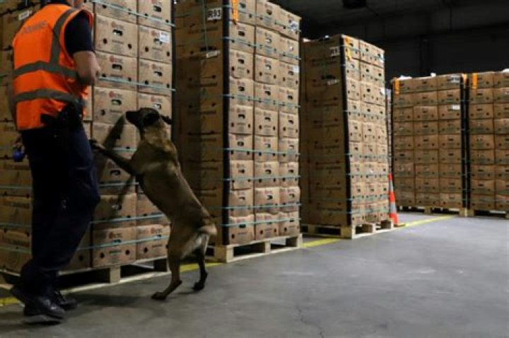 Belgian customs agents estimate they only seize around a tenth of hundreds of tonnes of cocaine arriving each year Belgian customs agents estimate they only seize around a tenth of hundreds of tonnes of cocaine arriving each year
