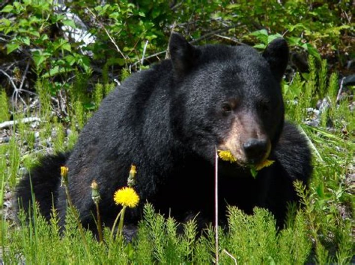 Blackbear Blackbear