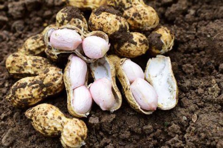 Can groundnuts or peanuts be used for eye health?