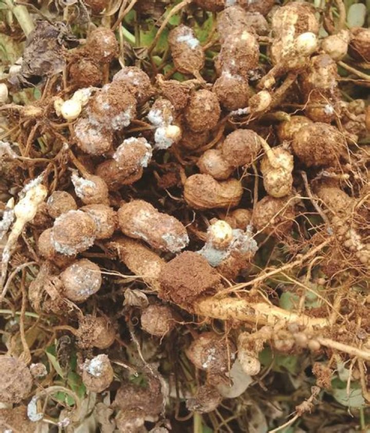 Effect of groundnut on the eyes