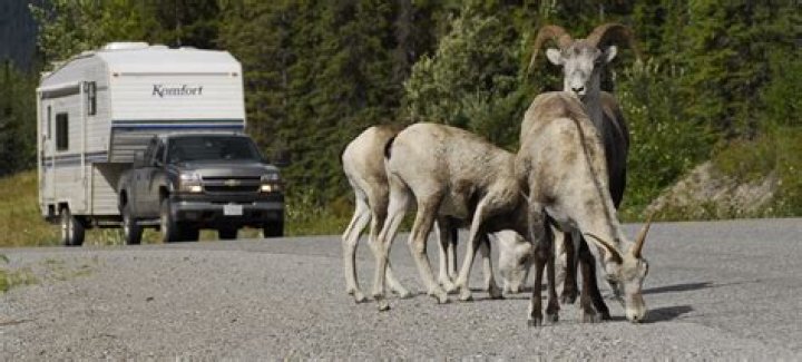 Goats On The Road