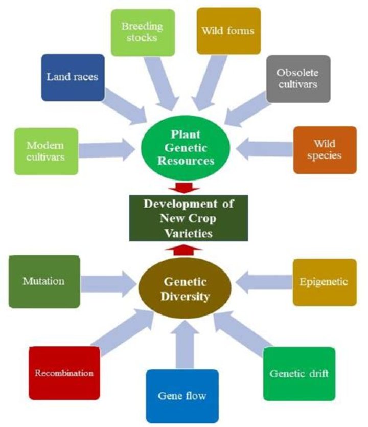 While natural genetic resources -- such as those found in medicinal plants, agricultural crops and animal breeds -- cannot be directly protected as international property, inventions developed using them can be patented While natural genetic resources -- such as those found in medicinal plants, agricultural crops and animal breeds -- cannot be directly protected as international property, inventions developed using them can be patented