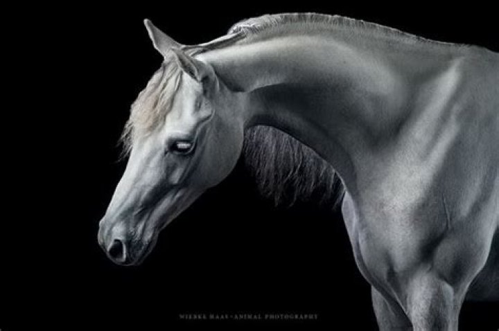 Wiebke Haas